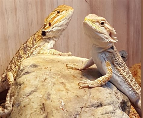 Baby Bearded Dragons Colchester Essex Pets4homes
