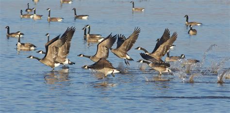 Canada Goose Early Summer Migration — Badgerland Bird Alliance