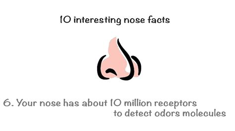 10 Amazing Facts About The Nose Youtube