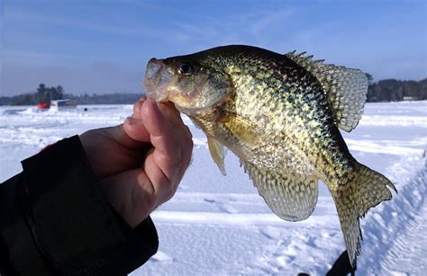 11 Unbeatable Ice Fishing Lures To Catch More Crappie Fishing Duo