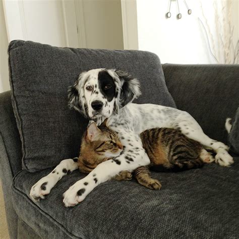 112 Pics Proving That Cats And Dogs Can Be Best Friends Dog Best