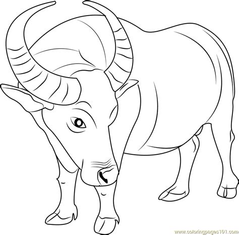 Water buffalo coloring pages is free hd wallpaper. Buffalo Coloring Page - Free Buffalo Coloring Pages ...