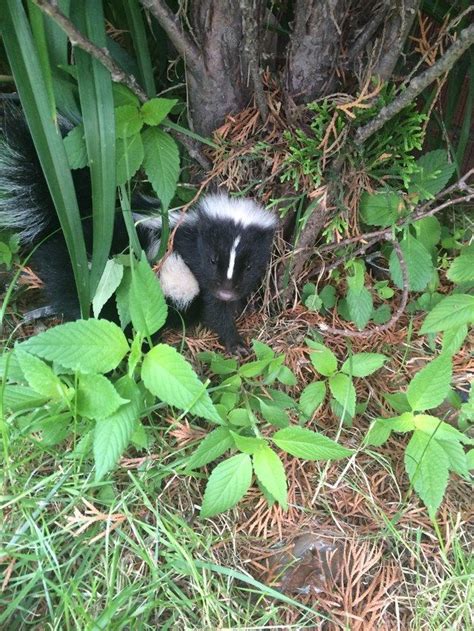 This Youngster Skunk Who Is Honestly Just As Surprised To See You