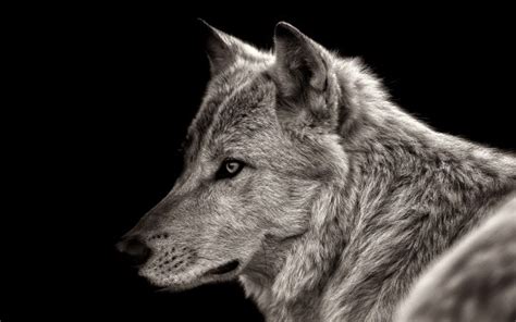 Animal Wolf 42 4k Hd Animals Wallpapers Hd Wallpapers Id 35739