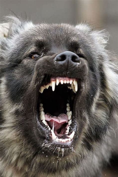 Can Caucasian Shepherd Dog Kill A Wolf Caucasian Shepherd Dog