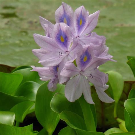 Submerged and Floating Water Plants For Your Pond | Willow Ridge Garden
