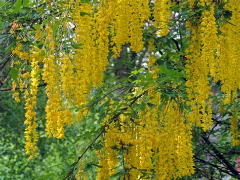 Laburnum Golden Rain Tree Care And Growing Tips Horticulture