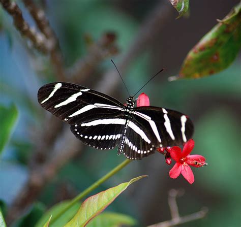 Zebra Longwing Butterfly Photograph By Christine Savino
