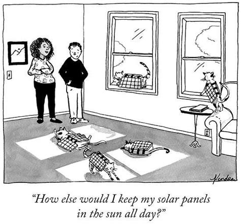 Dump To Clear My Phone 43 Cat Jokes New Yorker Cartoons Crazy Cats