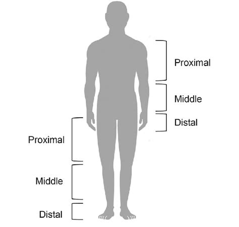 Anatomical Division Of The Limbs The Limbs Are Divided Into The