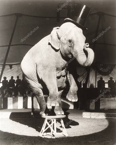 Elephant Performing On Stool — Stock Photo © Everett225 130178968