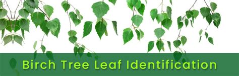 Types Of Birch Tree Leaves — Identification Guide With 52 Off