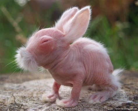 The Awkward Years Strange Hairless Rabbit Goes From Bald To Beautiful