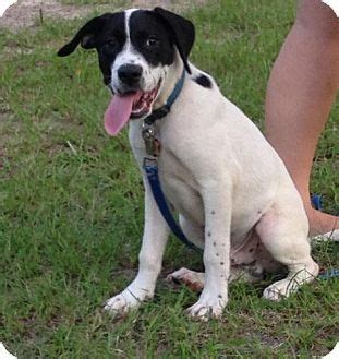 Black and white lab mix. black and white lab pointer mix - Google Search | Dogs ...