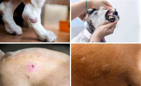 What Do Cancer Lumps Look Like On Dogs