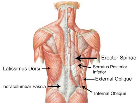 Complete Guide To Activate Your Core Ora Fitness And Yoga