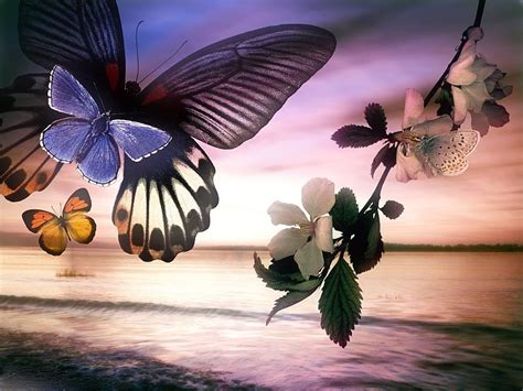 1920x1080px 1080p Free Download A Butterfly Sunset Flowers Sunset