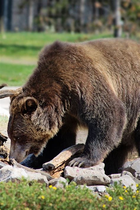Things You Didnt Know About The Grizzly Strength Grizzly Bear Bear