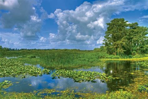 Everglades Wetland Flora Fauna Britannica