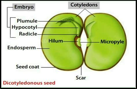 Seed And Its Structure Overall Science