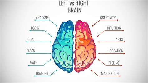 How Do The Right And Left Brain Hemispheres Process Emotion