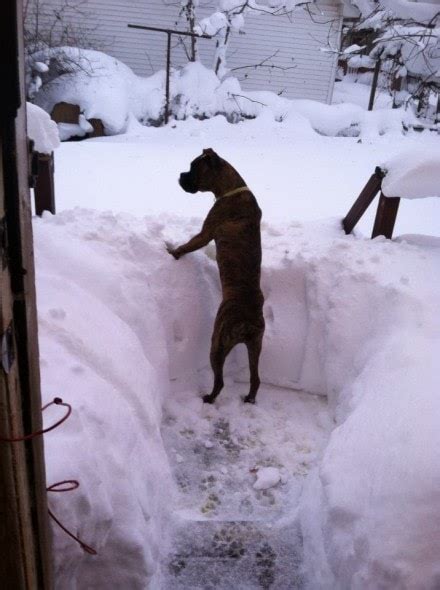 Buffalo Dogs Battling The Blizzard Life With Dogs