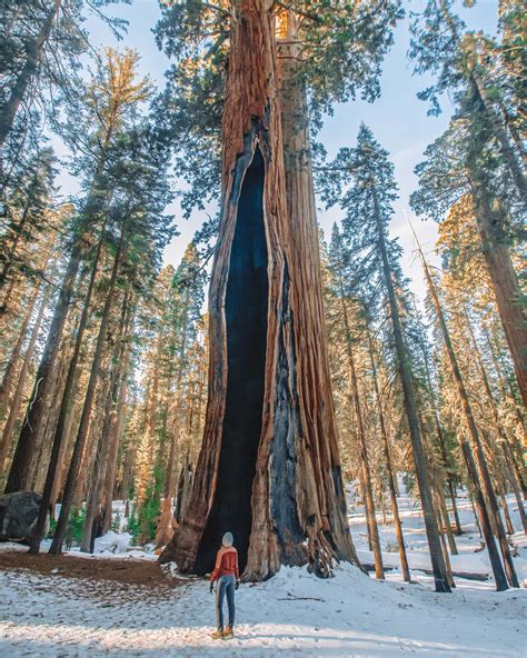Visiting Kings Canyon And Sequoia National Park In Winter Lita Of The Pack