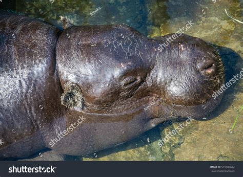 Pygmy Hippopotamus Choeropsis Liberiensis Hexaprotodon Liberiensis