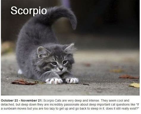 Each human personality is ascribed to the twelve 30 degree sectors of the ecliptic, starting at the vernal equinox which is also known as the first point of aries. Funny Cool Pictures: Did You Know There Are Zodiac Cats