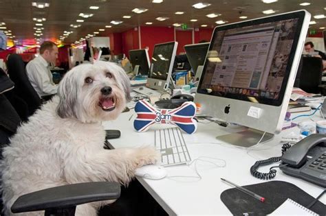 6 Ways To Convince Your Boss To Let You Take Part In Bring Your Dog To