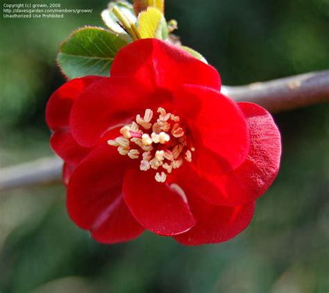 One of the first flowers to bloom, in february or march, they grow abundantly in large double clusters, bringing bright color to your garden. PlantFiles Pictures: Chaenomeles Species, Flowering Quince ...