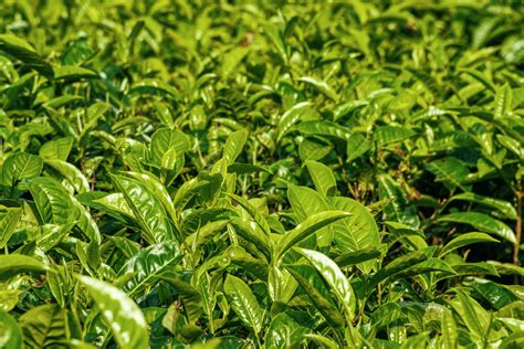 Lush Tea Plantation With Fresh Leaved In Sunlight · Free Stock Photo