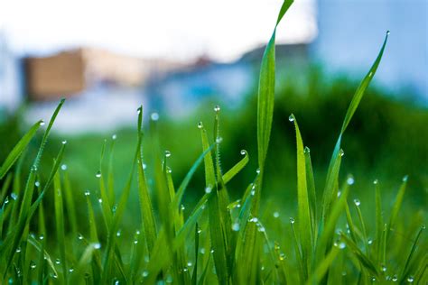 Morning Dew Forming On Grass And Plants Morning Walls