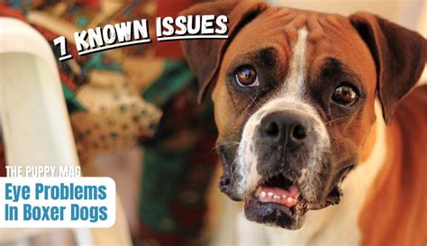 7 Common Eye Problems In Boxer Dogs An Owners Guide The Puppy Mag