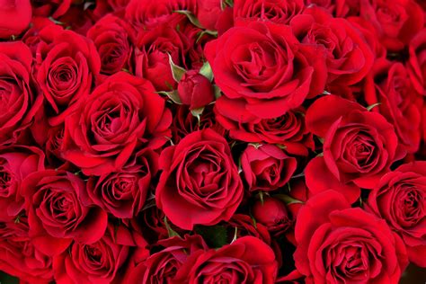 top 8 red roses for valentine s day ideas