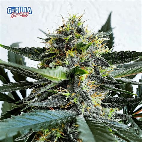 Fast Buds Autoflowering Cannabis Seeds Strawberry Gorilla Auto Fast