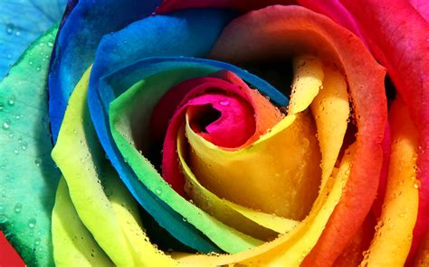 🔥 [47 ] Rainbow Roses Wallpaper Wallpapersafari