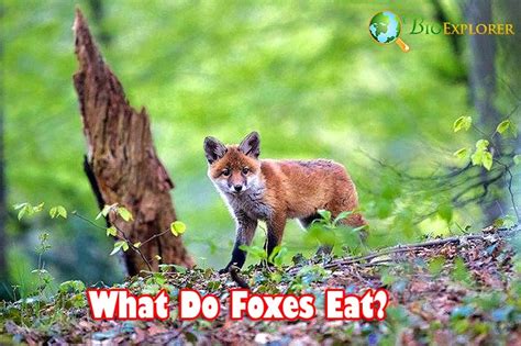 Fox Food Chain To Plant