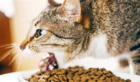 If your cat regularly gorges on food, quickly eating more than their stomach can comfortably contain, they may vomit the undigested food back up, reasonably soon after eating. Why does my cat vomit after eating? | FavCats.com
