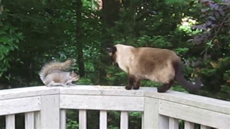 Cat Meets Squirrel Youtube