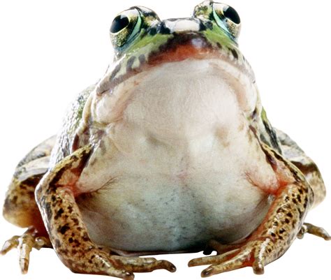 Green Frog Png Download Png Image Frog Png35765png Images