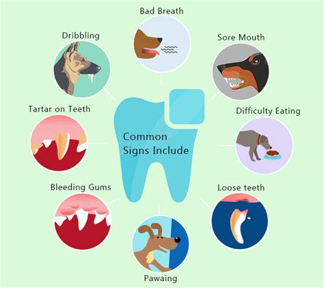 Common Dental Illness In Dogs And Treatment Vetsupply