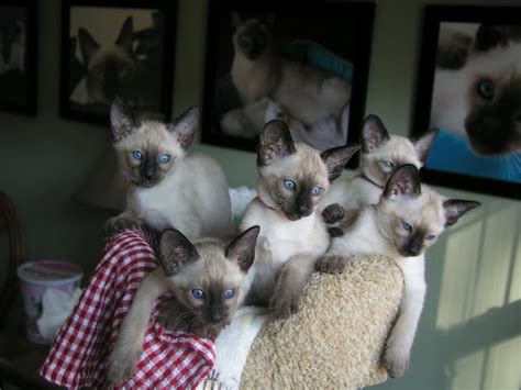Siamese Cats For Sale Nc New Siamese Cats And Kittens