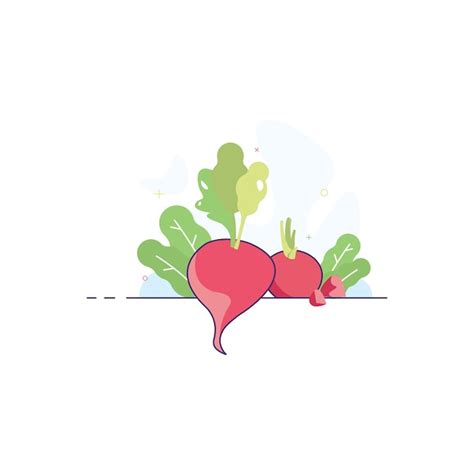 Premium Vector Vector Radish Vegetable Illustration