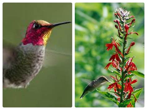 How To Attract Hummingbirds To Your Garden | Passionate Rylahn on WordPress.com | How to attract ...