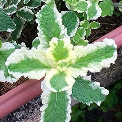 Mint is a wonderful culinary herb and a beautiful leafy green plant that's very attractive in the home garden. Pineapple Mint Live Plant - 2 inch pot | Plants, Pineapple ...