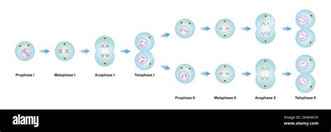 Scientific Designing Of Meiosis Phases Germ Cell Division Process Colorful Symbols Vector