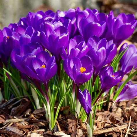 100 Crocus Bulbs Purple Flower Record Spring Large Flowering Crocus
