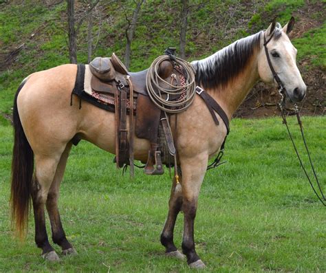 Discover more posts about buckskin horse. Buckskin Horse Tack Colors - Quest The Horse Shelter ...