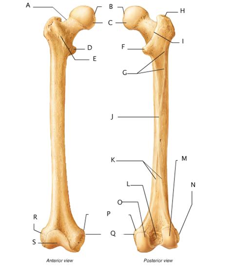Anatomy And Physiology 141 Lab Practical 2 - ProProfs Quiz